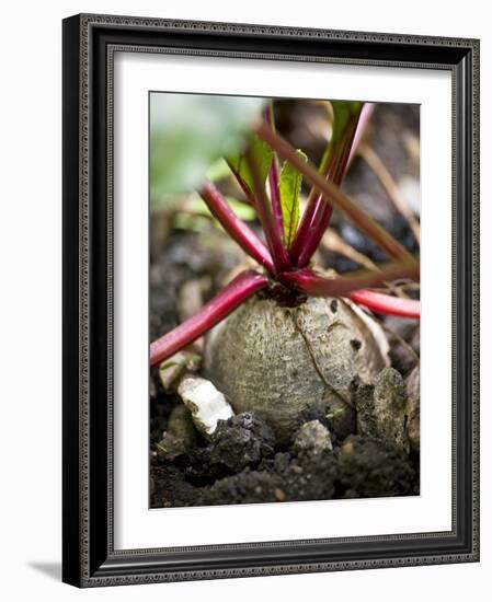 Beetroot in a Vegetable Patch-Richard Church-Framed Photographic Print