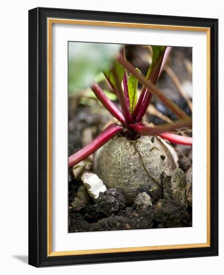 Beetroot in a Vegetable Patch-Richard Church-Framed Photographic Print