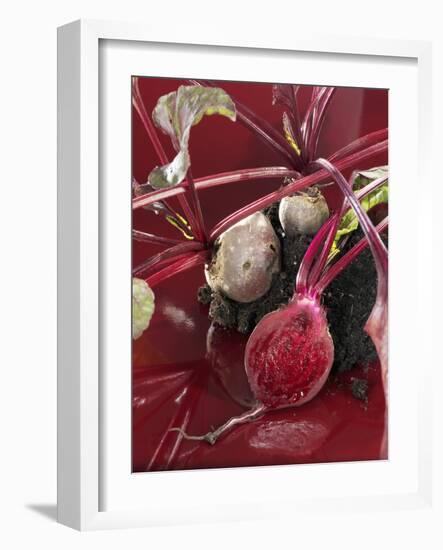 Beetroot with Soil-Karl Newedel-Framed Photographic Print