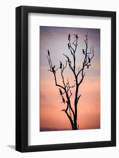 Before the Sunset-Niklas Rosenkilde-Framed Photographic Print