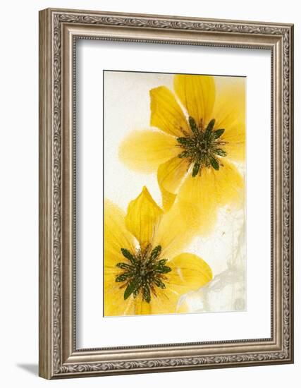 Beggarticks flowers, encased in ice-Adrian Davies-Framed Photographic Print