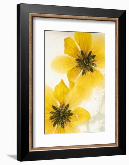 Beggarticks flowers, encased in ice-Adrian Davies-Framed Photographic Print
