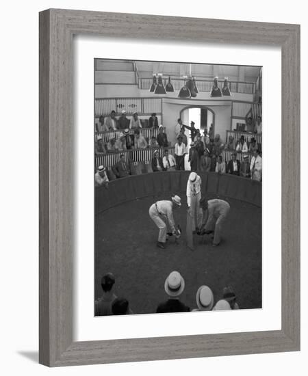 Beginning of a Cock Fight in Puerto Rico Photograph - San Juan, Puerto Rico-Lantern Press-Framed Art Print