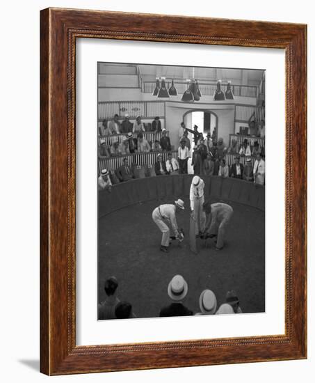 Beginning of a Cock Fight in Puerto Rico Photograph - San Juan, Puerto Rico-Lantern Press-Framed Art Print