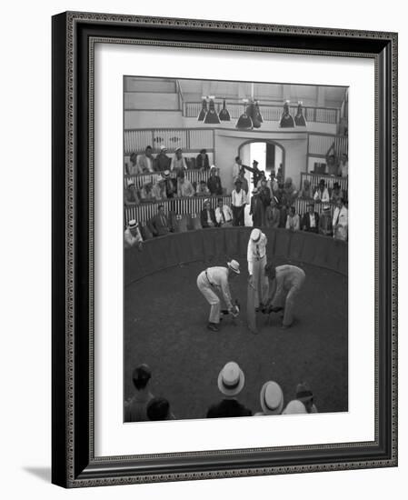 Beginning of a Cock Fight in Puerto Rico Photograph - San Juan, Puerto Rico-Lantern Press-Framed Art Print