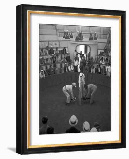 Beginning of a Cock Fight in Puerto Rico Photograph - San Juan, Puerto Rico-Lantern Press-Framed Art Print