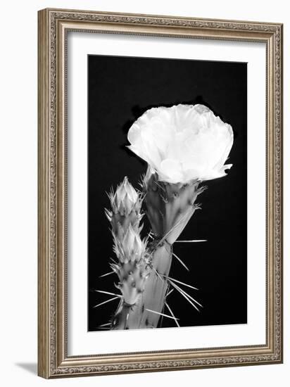 Beginning the Month of Yellow BW-Douglas Taylor-Framed Photographic Print