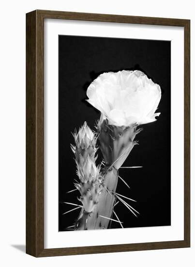 Beginning the Month of Yellow BW-Douglas Taylor-Framed Photographic Print
