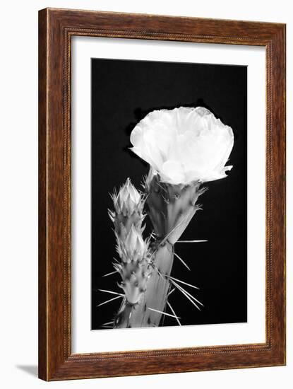 Beginning the Month of Yellow BW-Douglas Taylor-Framed Photographic Print