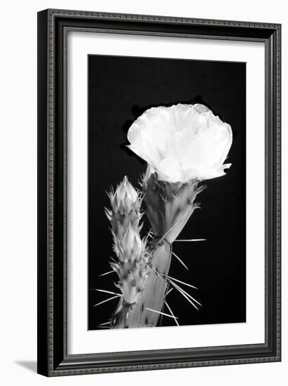 Beginning the Month of Yellow BW-Douglas Taylor-Framed Photographic Print