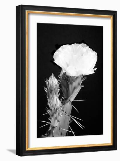 Beginning the Month of Yellow BW-Douglas Taylor-Framed Photographic Print