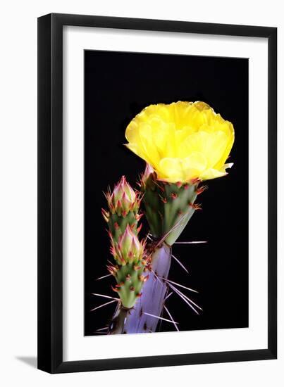 Beginning the Month of Yellow-Douglas Taylor-Framed Photographic Print