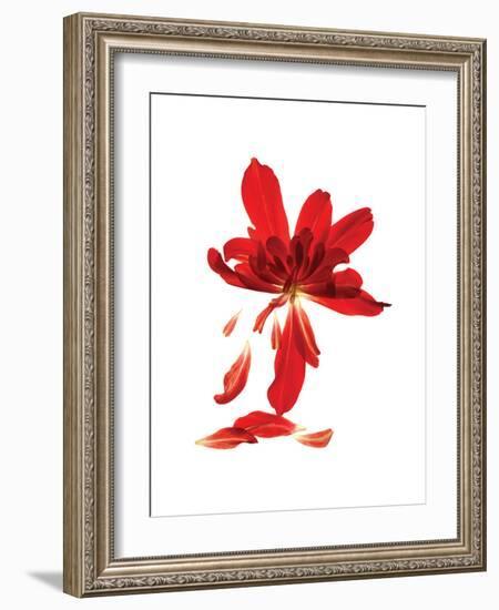 Begonia Array-Julia McLemore-Framed Art Print