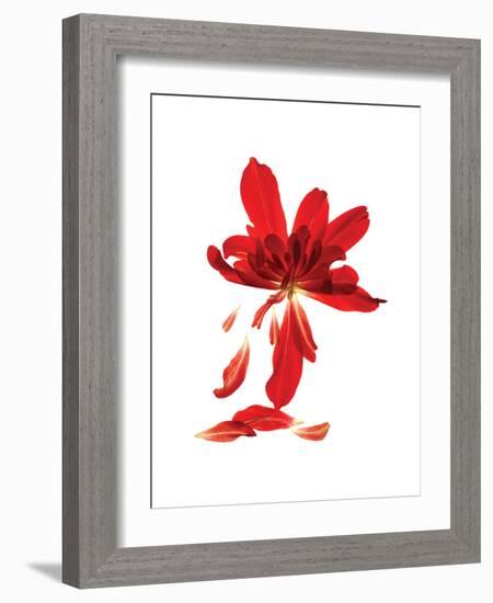 Begonia Array-Julia McLemore-Framed Art Print