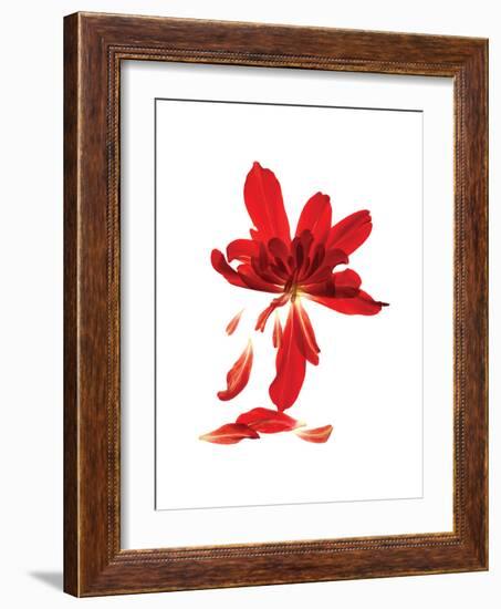 Begonia Array-Julia McLemore-Framed Art Print