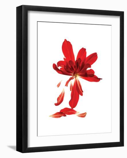 Begonia Array-Julia McLemore-Framed Art Print