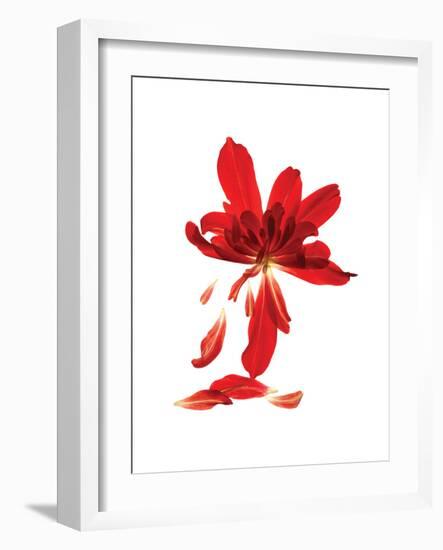 Begonia Array-Julia McLemore-Framed Art Print