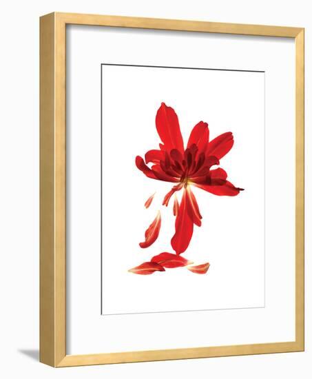 Begonia Array-Julia McLemore-Framed Art Print