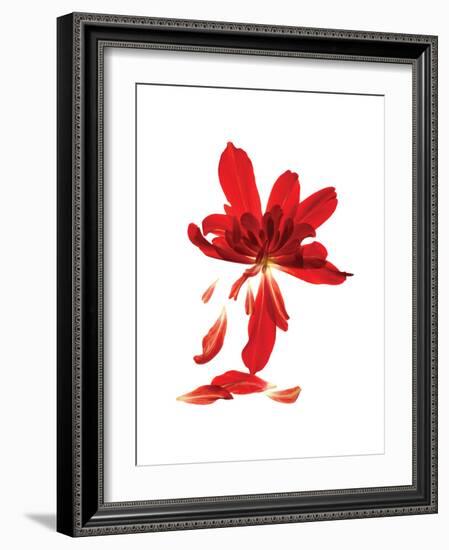 Begonia Array-Julia McLemore-Framed Art Print