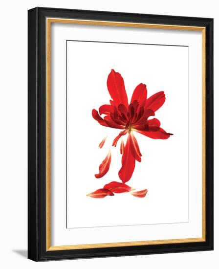 Begonia Array-Julia McLemore-Framed Art Print