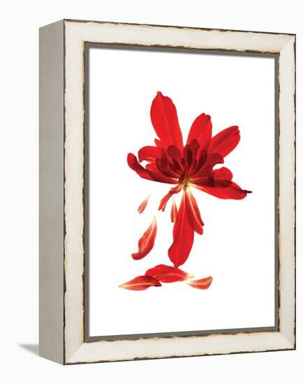 Begonia Array-Julia McLemore-Framed Stretched Canvas