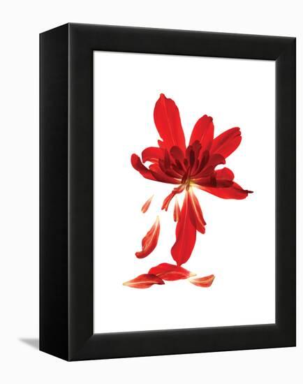 Begonia Array-Julia McLemore-Framed Stretched Canvas