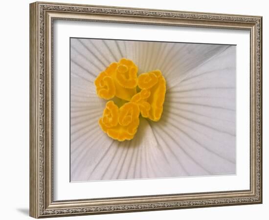 Begonia Flower-Adam Jones-Framed Photographic Print