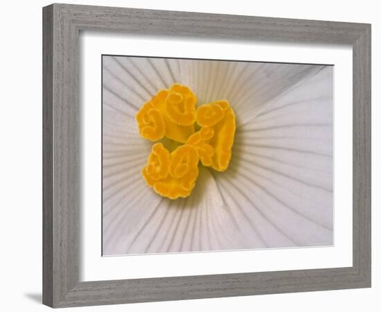 Begonia Flower-Adam Jones-Framed Photographic Print