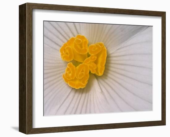 Begonia Flower-Adam Jones-Framed Photographic Print