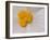 Begonia Flower-Adam Jones-Framed Photographic Print