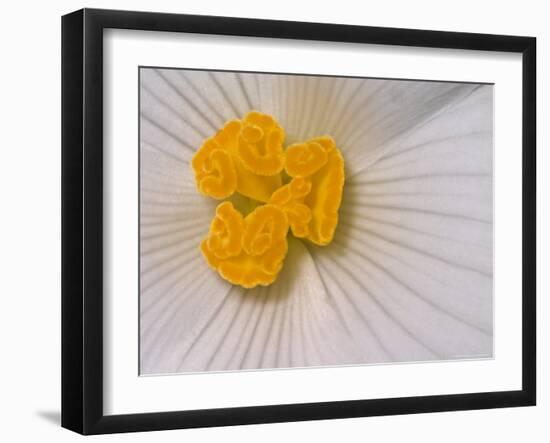 Begonia Flower-Adam Jones-Framed Photographic Print