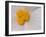 Begonia Flower-Adam Jones-Framed Photographic Print