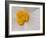 Begonia Flower-Adam Jones-Framed Photographic Print