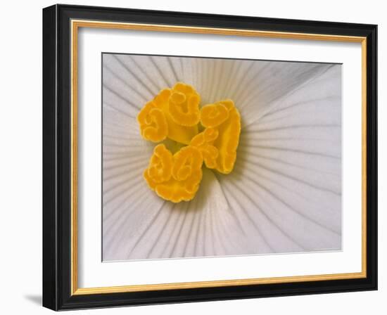 Begonia Flower-Adam Jones-Framed Photographic Print