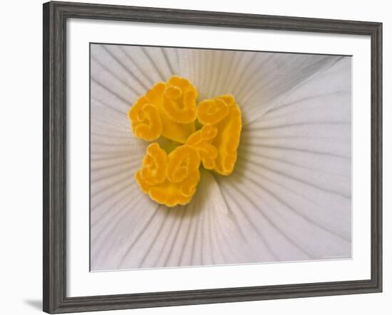 Begonia Flower-Adam Jones-Framed Photographic Print