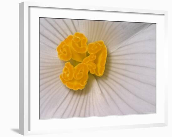 Begonia Flower-Adam Jones-Framed Photographic Print