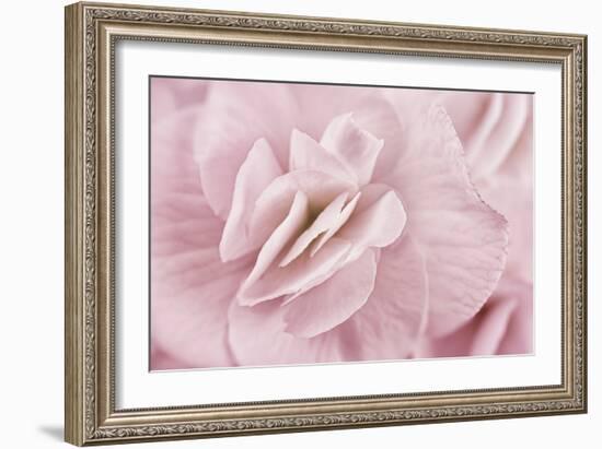 Begonia Flower-Cora Niele-Framed Photographic Print