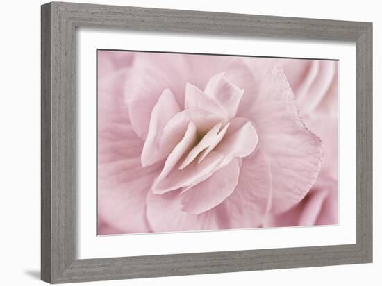 Begonia Flower-Cora Niele-Framed Photographic Print