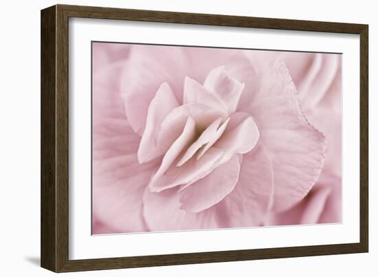 Begonia Flower-Cora Niele-Framed Photographic Print