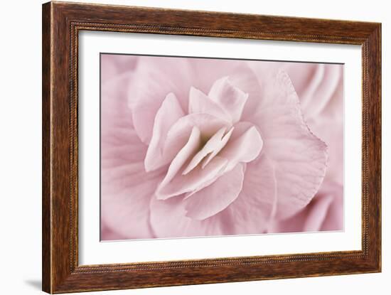 Begonia Flower-Cora Niele-Framed Photographic Print