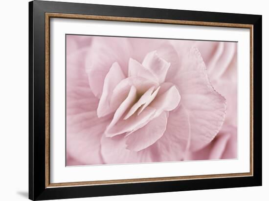 Begonia Flower-Cora Niele-Framed Photographic Print