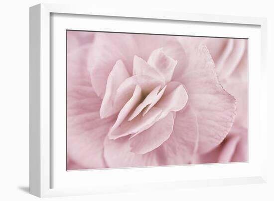 Begonia Flower-Cora Niele-Framed Photographic Print