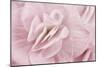 Begonia Flower-Cora Niele-Mounted Photographic Print