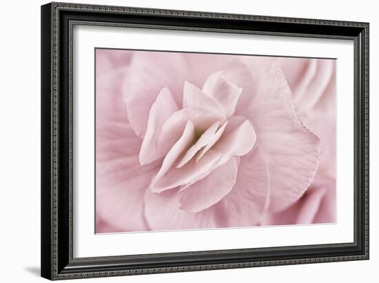 Begonia Flower-Cora Niele-Framed Photographic Print