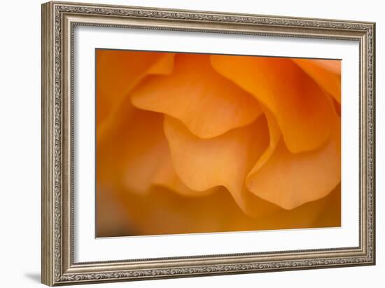 Begonia Glow II-Rita Crane-Framed Photographic Print