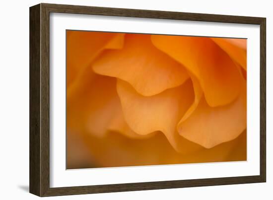 Begonia Glow II-Rita Crane-Framed Photographic Print