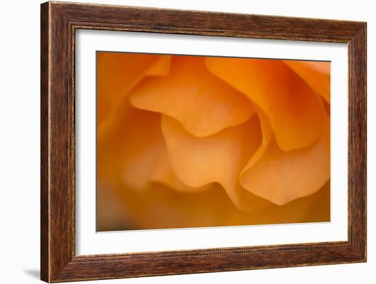 Begonia Glow II-Rita Crane-Framed Photographic Print