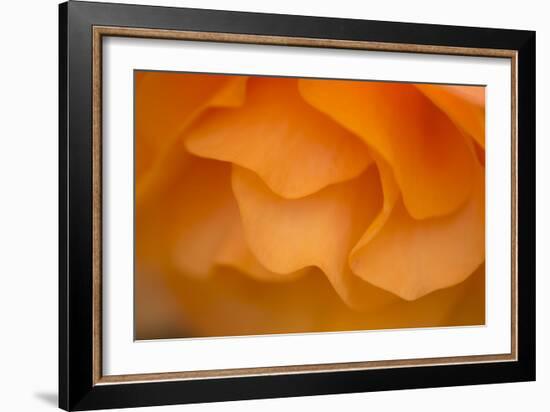 Begonia Glow II-Rita Crane-Framed Photographic Print