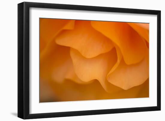 Begonia Glow II-Rita Crane-Framed Photographic Print