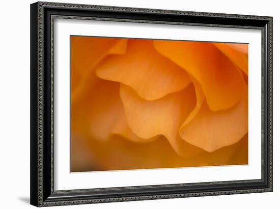 Begonia Glow II-Rita Crane-Framed Photographic Print